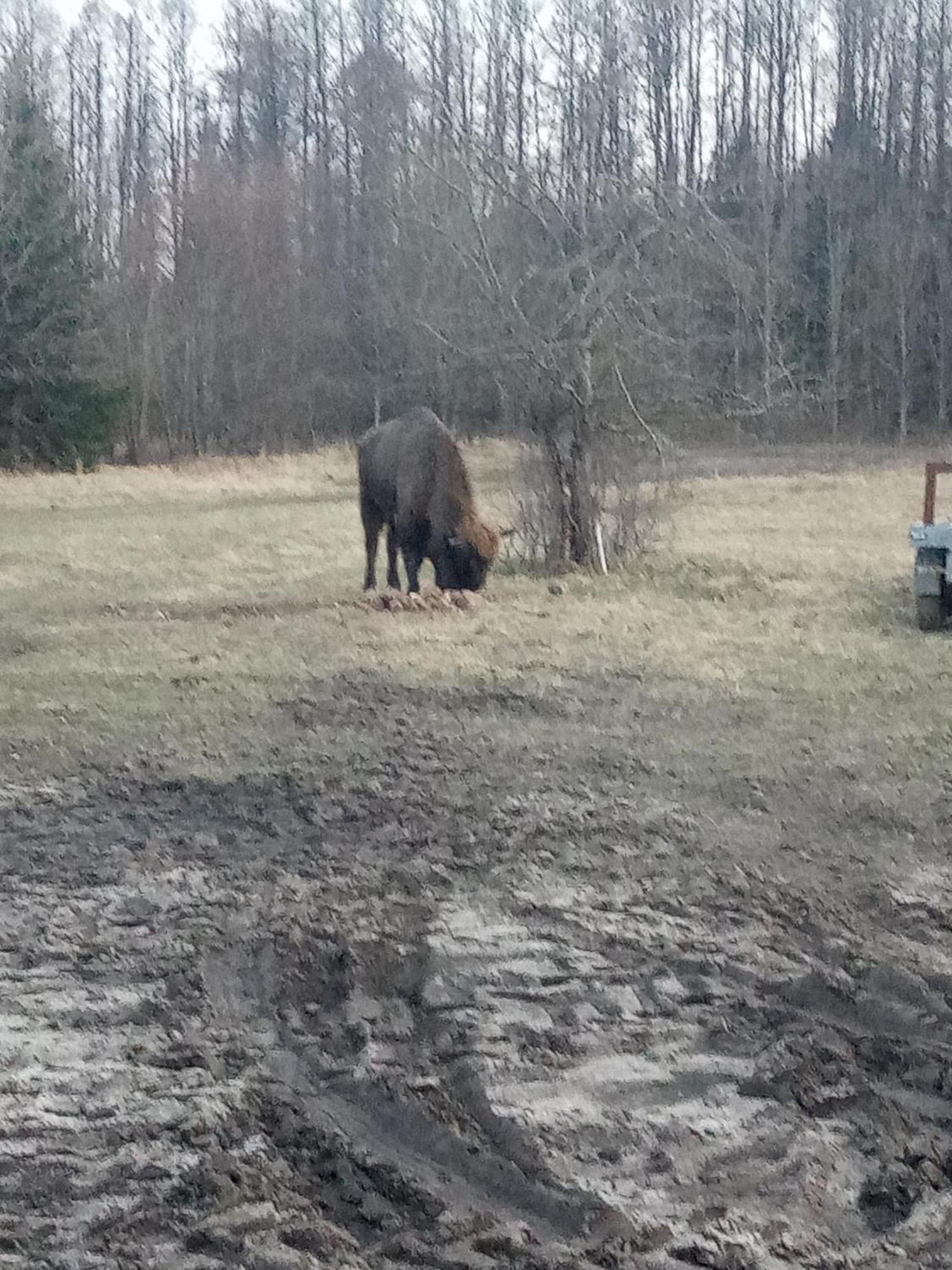 Białowieża Szumi Las 빌라 외부 사진